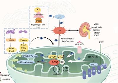 Mitochondrial dysfunction in diabetic nephropathy: insights and therapeutic avenues from traditional Chinese medicine